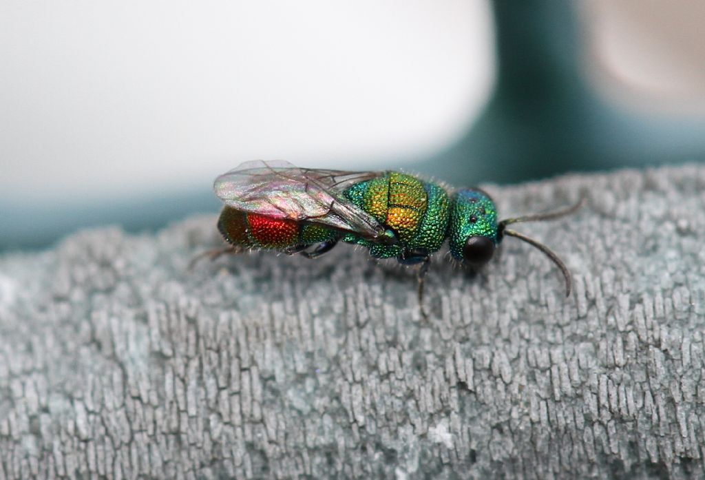 Id. (Chrysididae) 1: Chrysis frivaldszkyi